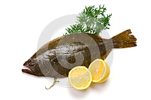 Olive flounder