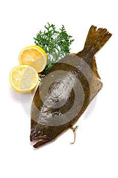 Olive flounder