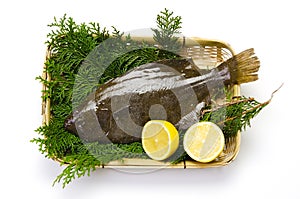 Olive flounder