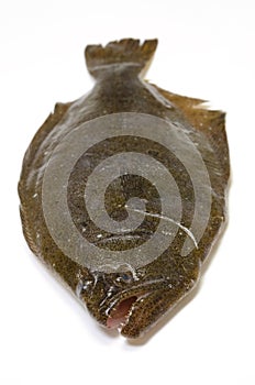 Olive flounder