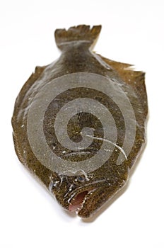 Olive flounder