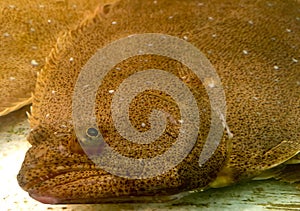 Olive flounder flatfish with both eyes on the same side