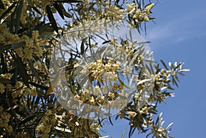 olive flowers. olea europaea.