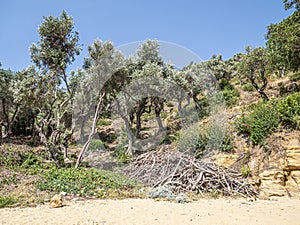 Olive forest, waves beautiful sea view . Natural living.  Pagasetic gulf. Platanias village. Greece.