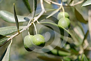 Olive fruirs