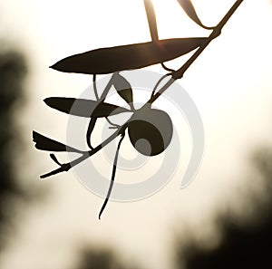 Olive fruit and leaves silhouette