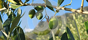 Olive fruit Ã®n the three with dayligt & sun.