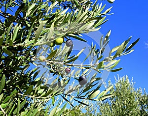 olive fruit ripenning on olive tree, south of france photo