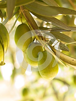 Olive fruit tree with olives. close up
