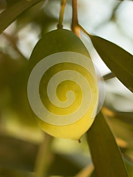 Olive fruit tree with olives. close up