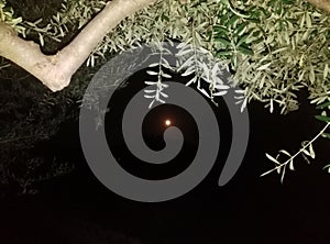 Olive and full moon photo