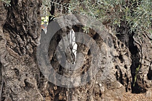 Olive Garden. Gethsemane, a place of Jesus` prayer and vigil. Holy Garden on the Olive Hill, a place of pilgrimage for Christians