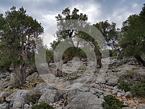 Olive Garden of Lun Pag Croatia