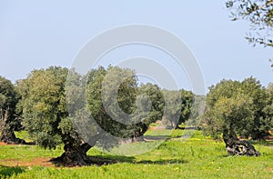 Olive garden near Ostuni, Puglia, South Italy