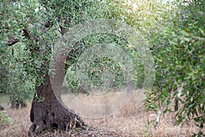 Olive garden with old trees. Mediterranean farm ready for harvest. Italian olive's grove