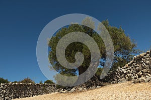 Olive Gardens of Lun with thousands years old olive trees, island of Pag. One of the oldest 1600 years old olive tree in Lun, is