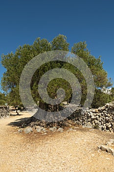 Olive Gardens of Lun with thousands years old olive trees, island of Pag. One of the oldest 1600 years old olive tree in Lun, is