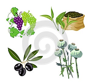 Olive, Grape, Tea, Opium Poppy