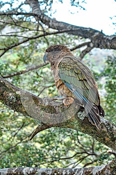 Olive-green Kea on a branch in Arthur`s Pass, New Zealand