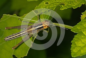 Olive-green Swamp Grasshopper