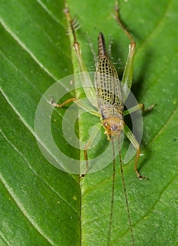 Olive-green Swamp Grasshopper