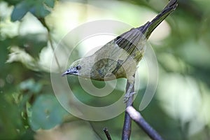 Olive-green tanager, Folha Seca, Brazil