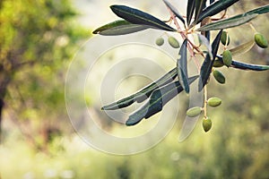 Olive on a green tree branch