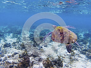 Olive green turtle in tropical sea shore. Marine tortoise underwater photo