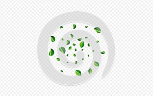 Olive Greens Swirl Vector Transparent Background