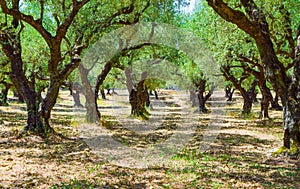 The olive grove.