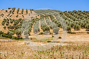 Olive grove