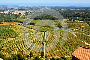 Olive grove photo