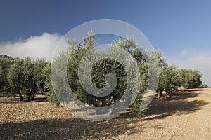 Olive grove