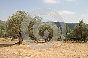 Olive grove