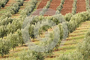 Olive grove