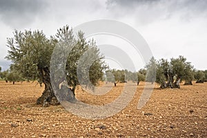 Olive grove