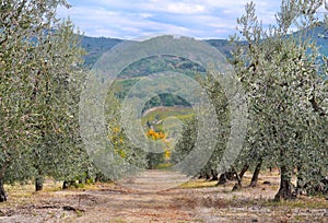 Olive grove