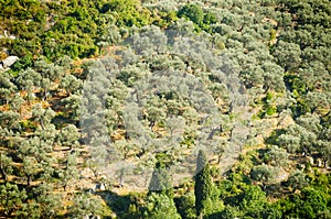 Olive grove photo
