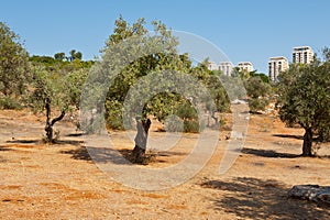 Olive Grove