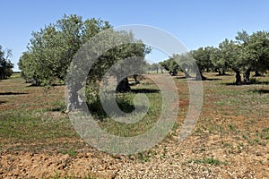 Olive Grove