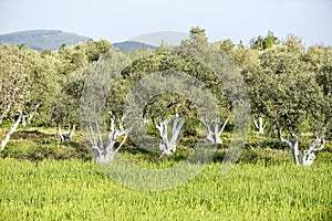 Olive grove