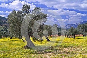 Olive grove