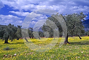 Olive grove