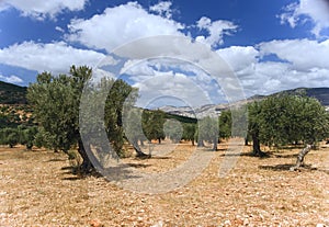 Olive grove