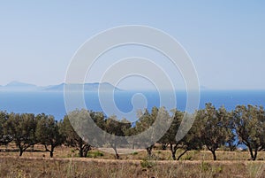 Olive grove