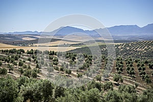 Olive grove