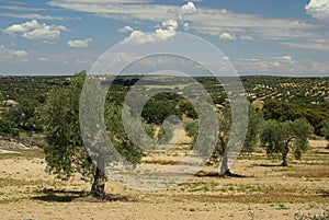 Olive grove