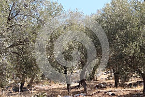 Olive Grove