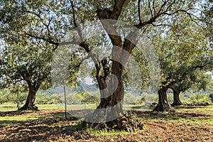 Olive grove with ancient olive trees