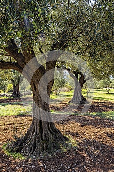 Olive grove with ancient olive trees